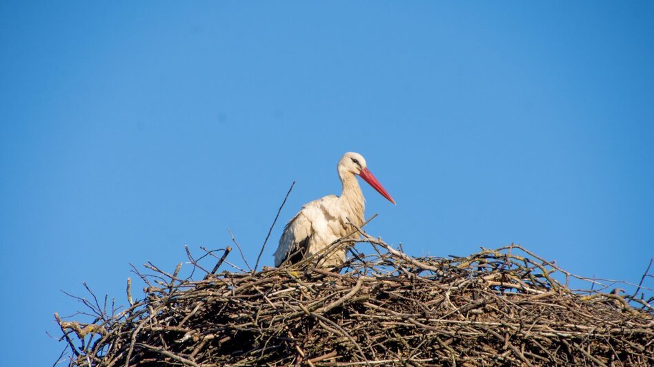 Hiking route Nature tour (Nat(o)ur) - Touren-Impression #2.19 | © Kurkommission Bad Blumau