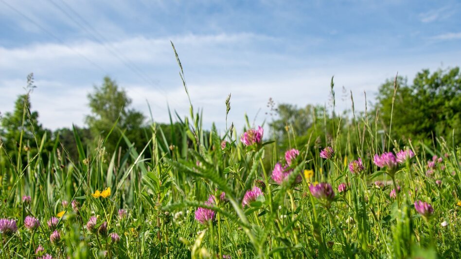 Hiking route Nature tour (Nat(o)ur) - Touren-Impression #2.14 | © Kurkommission Bad Blumau