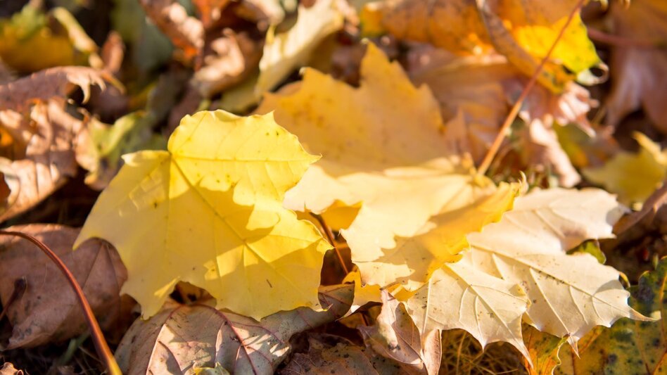 Hiking route Nature tour (Nat(o)ur) - Touren-Impression #2.8 | © Kurkommission Bad Blumau