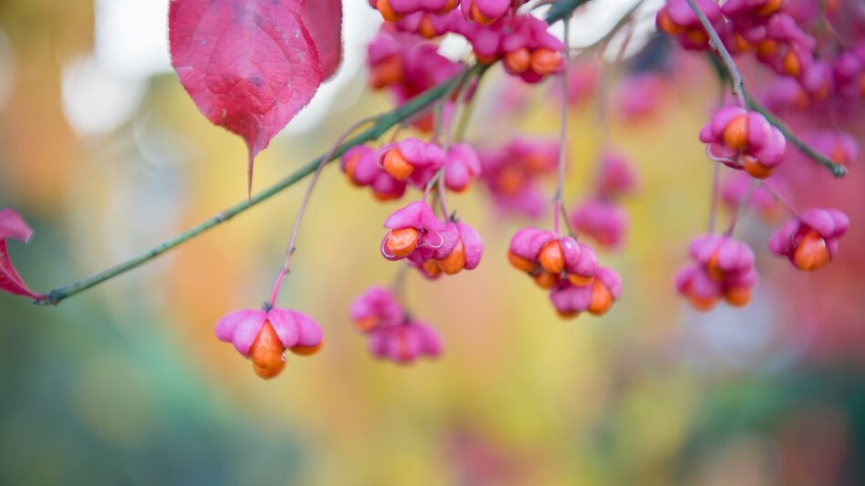 Hiking route Nature tour (Nat(o)ur) - Touren-Impression #2.3 | © Kurkommission Bad Blumau