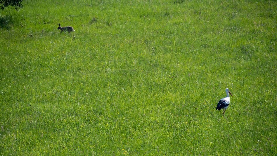 Hiking route Nature tour (Nat(o)ur) - Touren-Impression #2.13 | © Kurkommission Bad Blumau