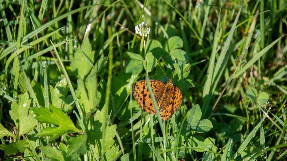 Hiking route Nature tour (Nat(o)ur) - Touren-Impression #2.17 | © Kurkommission Bad Blumau