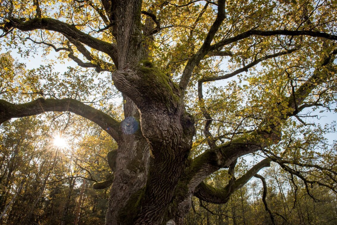 Hiking route Nature tour (Nat(o)ur) - Touren-Impression #1 | © Kurkommission Bad Blumau