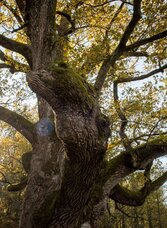 1000jährige Eiche | © Kurkommission Bad Blumau | J. Rath | © Kurkommission Bad Blumau