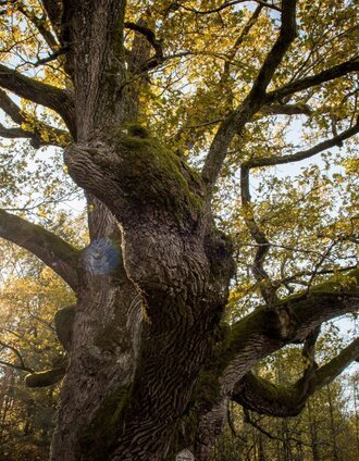 1000jährige Eiche | J. Rath | © Kurkommission Bad Blumau