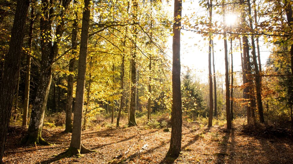 Hiking route Nature tour (Nat(o)ur) - Touren-Impression #2.4 | © Kurkommission Bad Blumau