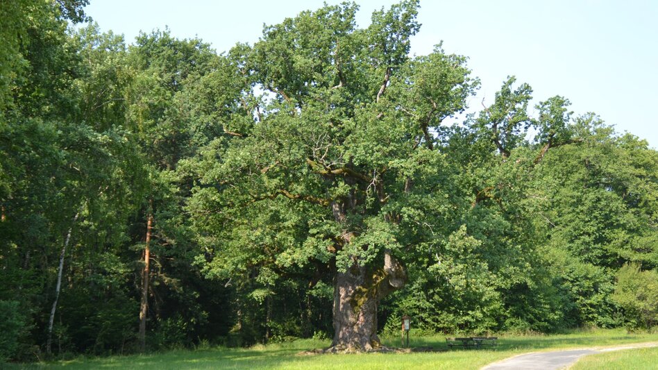 Hiking route Nature tour (Nat(o)ur) - Touren-Impression #2.15 | © Kurkommission Bad Blumau