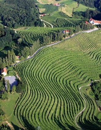 Jeruzalem wine region in Slovenia | Milan Klemencic | © Jeruzalem Slovenija