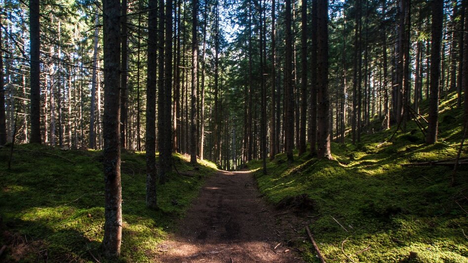 Hiking route From Reiteralm to Pichl - Touren-Impression #2.7 | © Gerhard Pilz - www.gpic.at