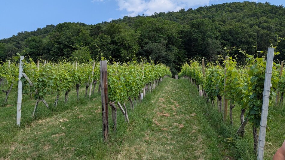 Hiking route The canticle of the sun path (Sonnengesangsweg) - Touren-Impression #2.6 | © Thermen- & Vulkanland