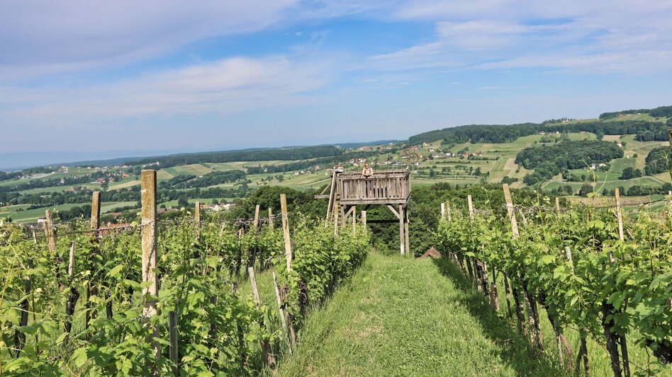 Hiking route TAU - path of the vineyards (TAU - Weg der Riede) - Touren-Impression #2.1 | © Thermen- & Vulkanland