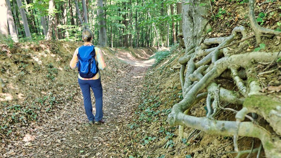 Hiking route TAU - path of the vineyards (TAU - Weg der Riede) - Touren-Impression #2.12 | © Thermen- & Vulkanland