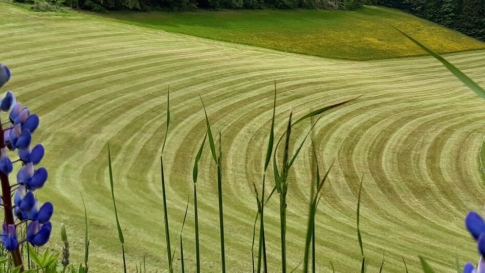 Genusswege Sonnseiten Rundwanderweg - Touren-Impression #2.6 | © WEGES OG
