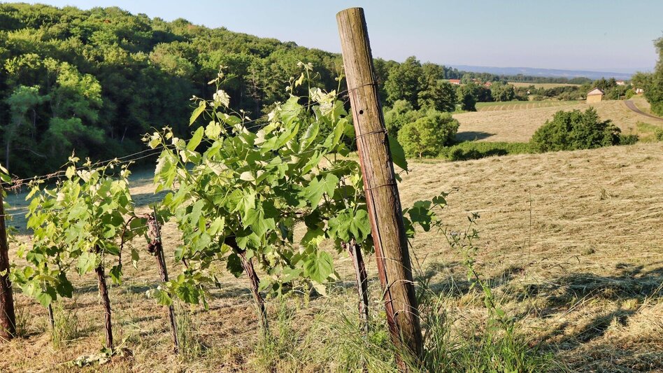 Wanderung Traminerweg Klöch - Touren-Impression #2.4 | © Thermen- & Vulkanland