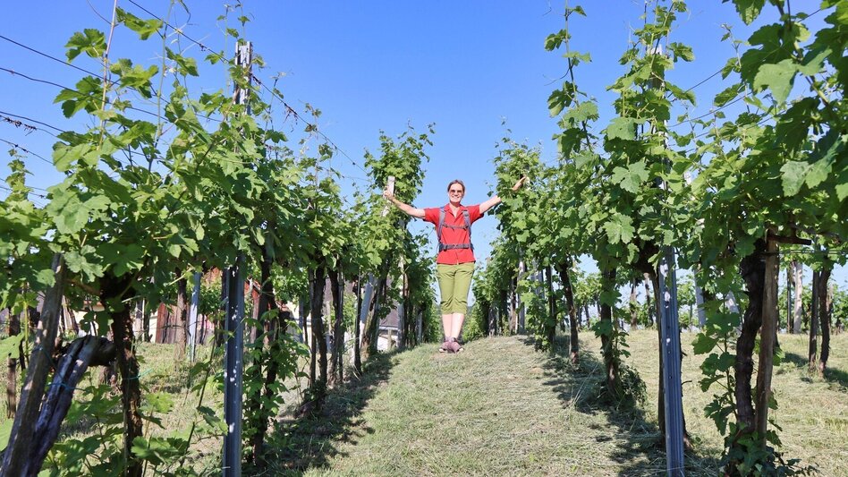 Wanderung Traminerweg Klöch - Touren-Impression #2.6 | © Thermen- & Vulkanland