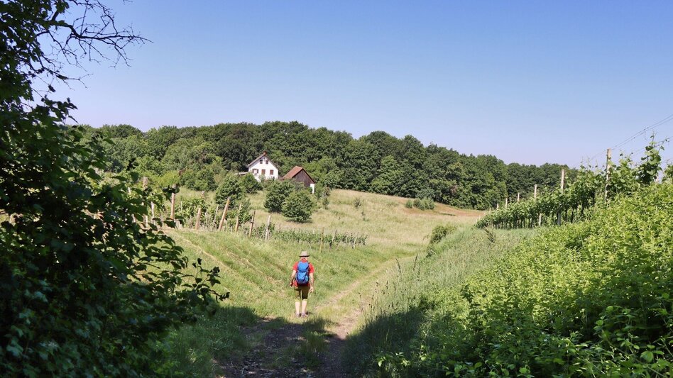 Wanderung Traminerweg Klöch - Touren-Impression #2.9 | © Thermen- & Vulkanland