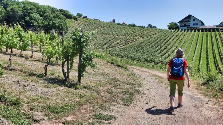 Wanderung Traminerweg Klöch - Touren-Impression #2.12 | © Thermen- & Vulkanland