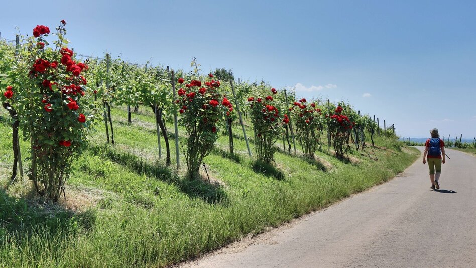 Wanderung Traminerweg Klöch - Touren-Impression #2.14 | © Thermen- & Vulkanland