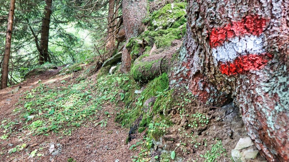Hiking route 3 summits at the golden graves onto the Wildalm - Touren-Impression #2.6 | © Weges OG