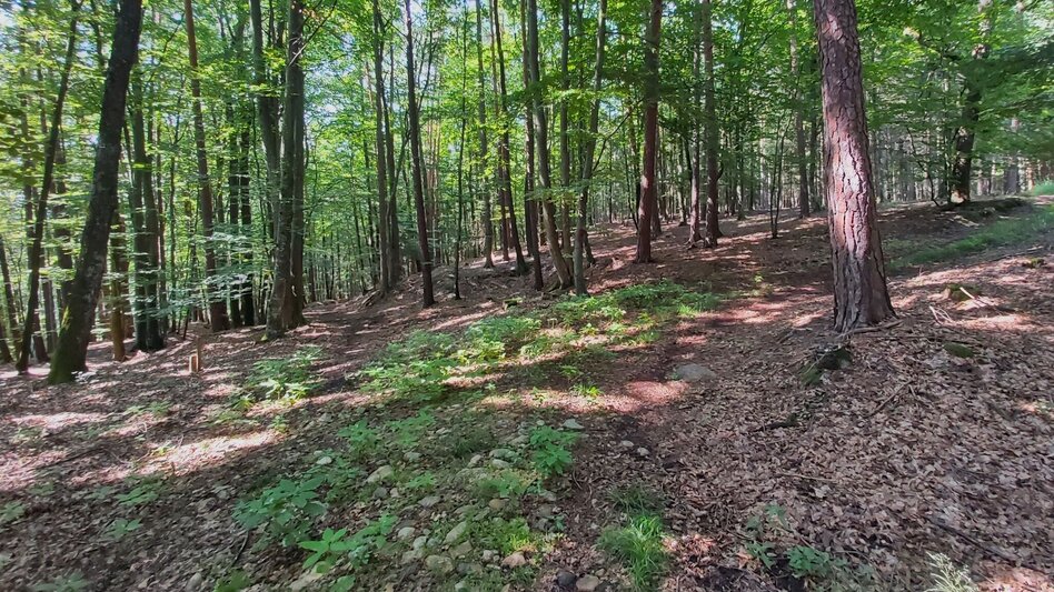 Wanderung Kalorienweg, St. Johann in der Haide - Touren-Impression #2.9 | © Oststeiermark Tourismus
