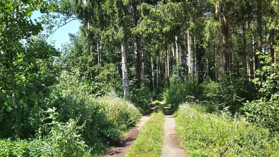 Wanderung Kalorienweg, St. Johann in der Haide - Touren-Impression #2.3 | © Oststeiermark Tourismus