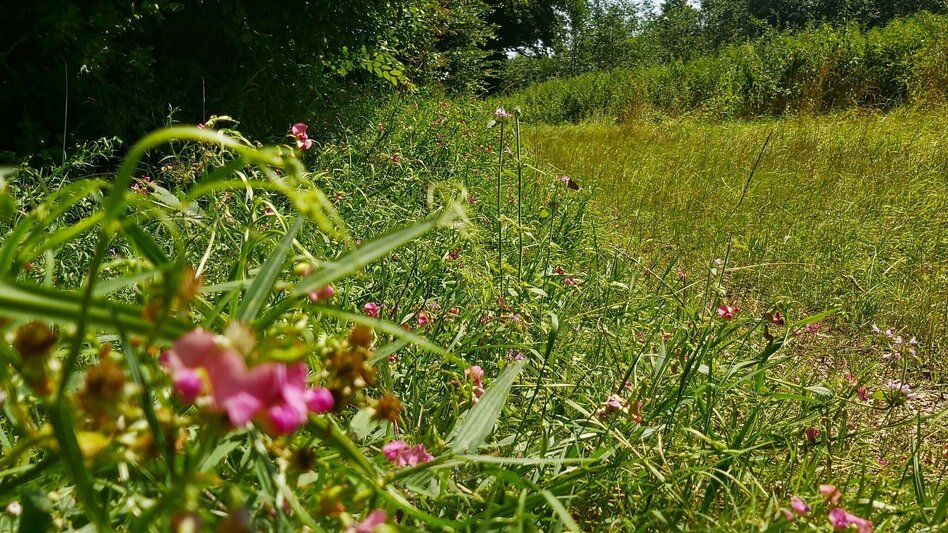 Wanderung Kalorienweg, St. Johann in der Haide - Touren-Impression #2.5 | © Oststeiermark Tourismus