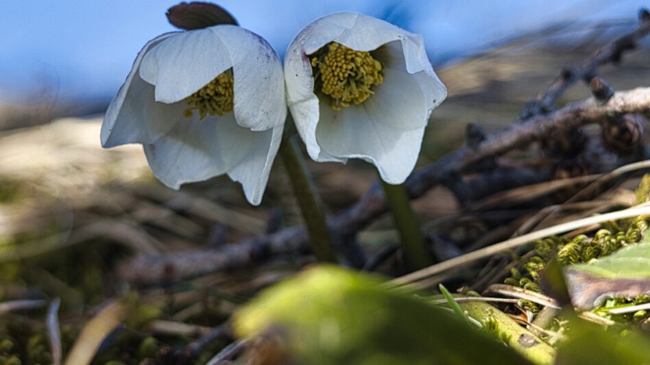 Wanderung Triebenstein von der Passhöhe - Touren-Impression #2.7 | © Weges OG