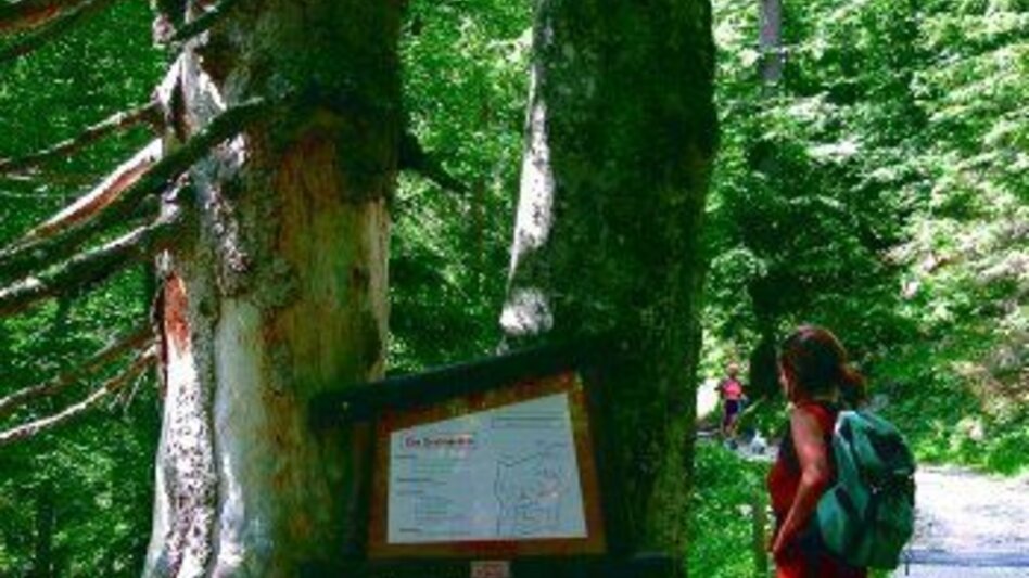 Hiking route Almlehrpfad Grabnerstein - Touren-Impression #2.2 | © Gesäuse - Admont