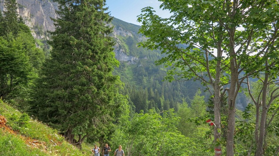 Hiking route Almlehrpfad Grabnerstein - Touren-Impression #2.6 | © TV Gesäuse