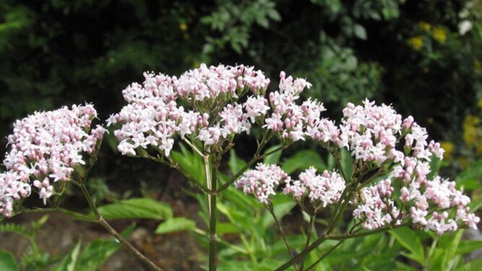 Family hiking trails Heilkräuterweg Aflenz - Kräutermeilen - Touren-Impression #2.1 | © Verein Heilpflanzenwissen