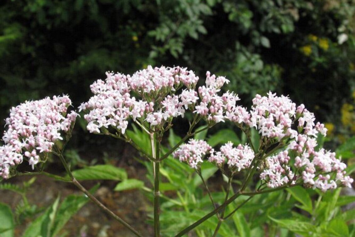 Family hiking trails Heilkräuterweg Aflenz - Kräutermeilen - Touren-Impression #1 | © Verein Heilpflanzenwissen