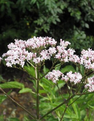 Baldrian | Mag. Ernst Frühmann | © Verein Heilpflanzenwissen
