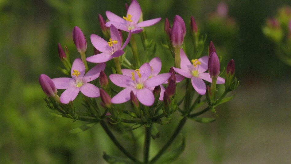 Family hiking trails Heilkräuterweg Aflenz - Kräutermeilen - Touren-Impression #2.2 | © Verein Heilpflanzenwissen