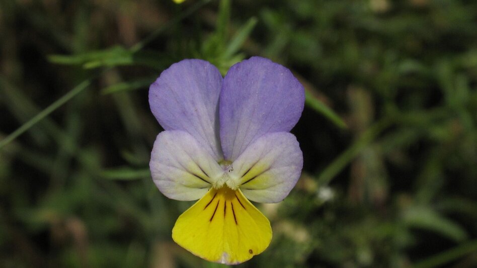 Family hiking trails Heilkräuterweg Aflenz - Kräutermeilen - Touren-Impression #2.3 | © Verein Heilpflanzenwissen