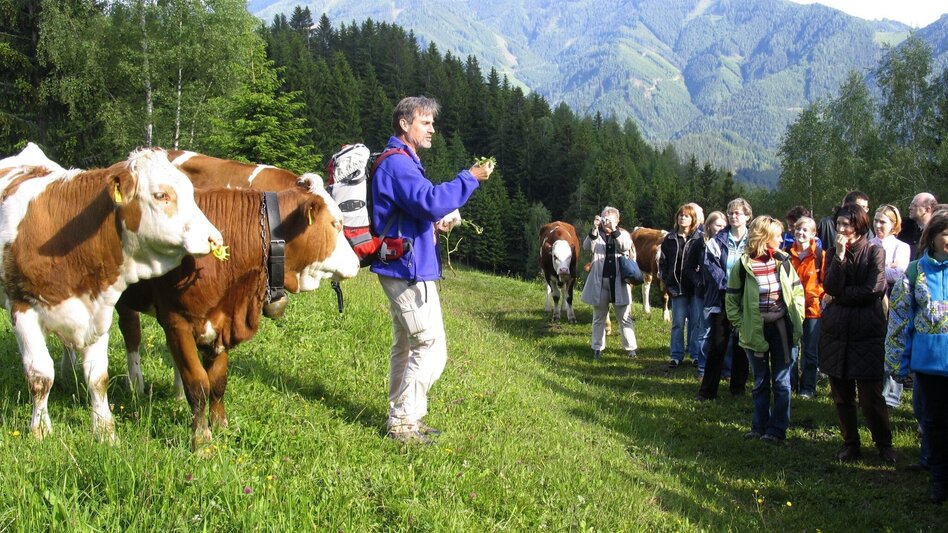 Family hiking trails Heilkräuterweg Aflenz - Kräutermeilen - Touren-Impression #2.4 | © Verein Heilpflanzenwissen