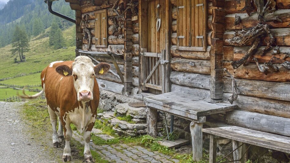 Wanderung Zum Almdorf in der Tuchmoaralm - Touren-Impression #2.4 | © Herfried Marek