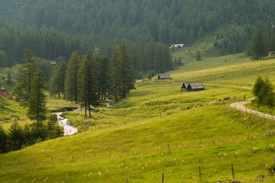 Hiking route Stage 08 From Glacier to Wine South Route Putzentalalm - Krakau - Touren-Impression #1 | © Steiermark Tourismus/Podpera