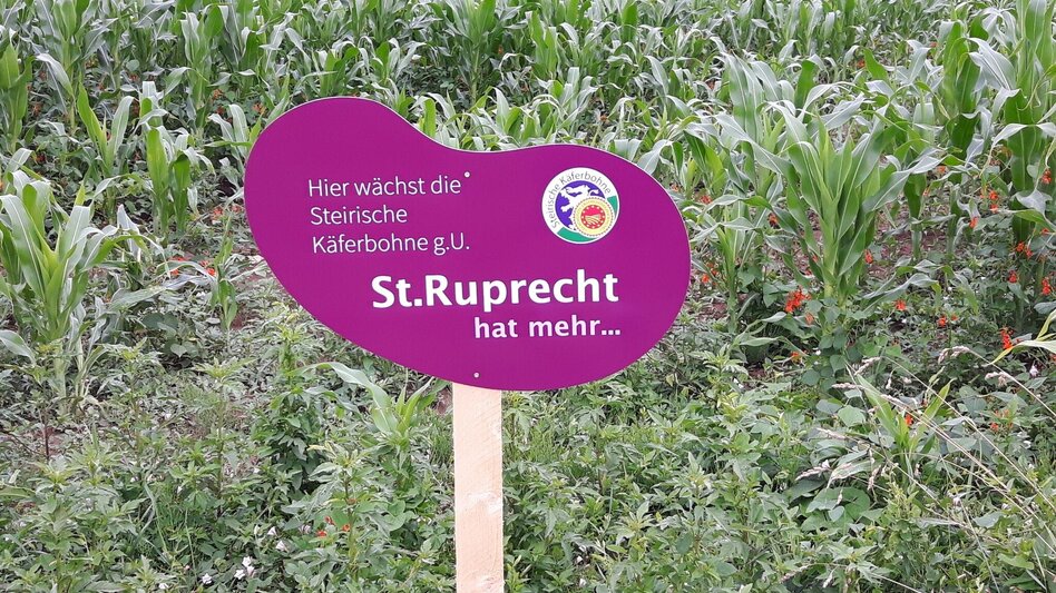 Bike Riding Beetle Bean Tour to the Roman Wine Route - Touren-Impression #2.4 | © Oststeiermark Tourismus