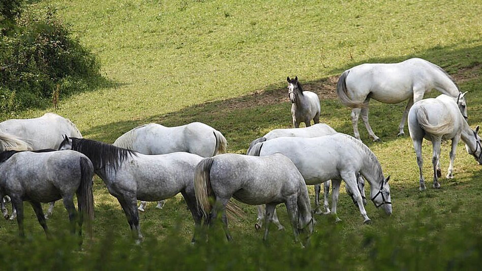 Hiking route Pluto Rundweg - Touren-Impression #2.3 | © Region Graz