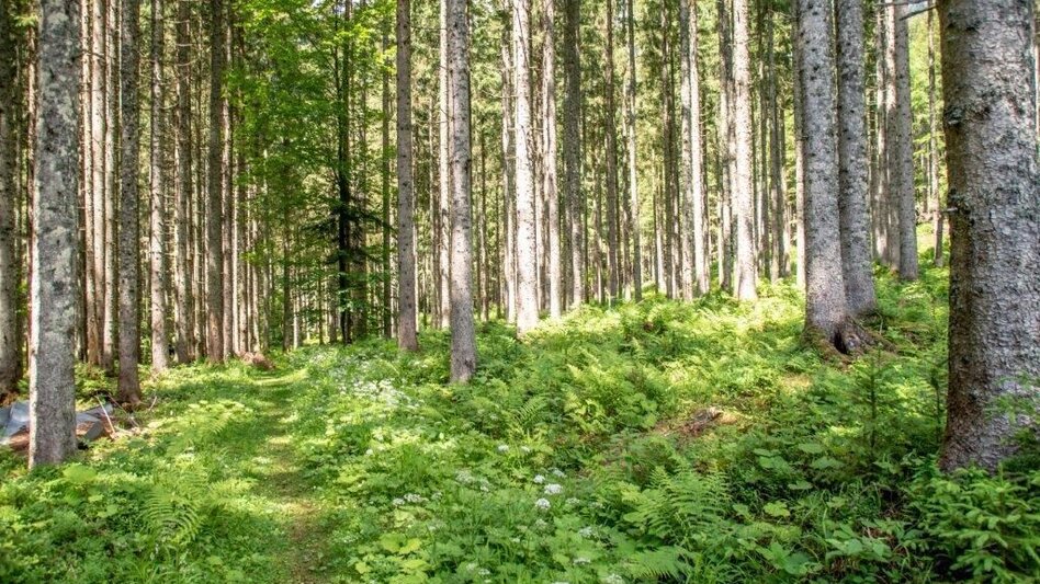 Hiking route Waterfall  hiking trail - Touren-Impression #2.11 | © TV Gesäuse