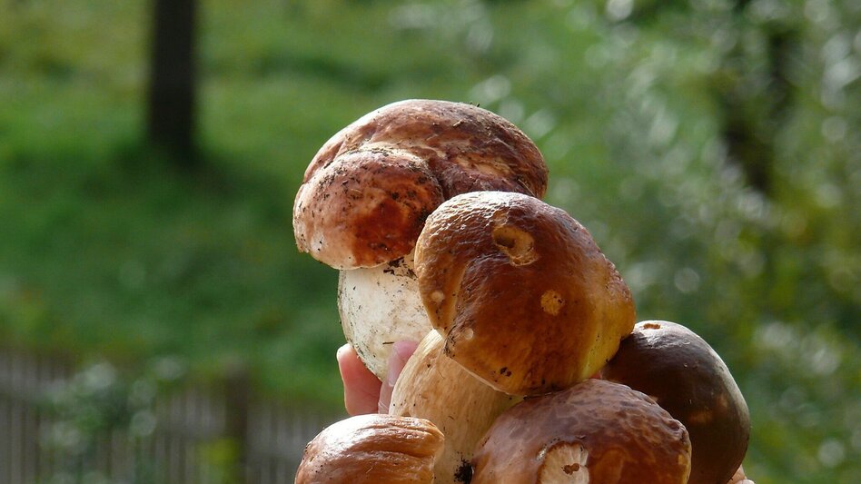 Hiking route Franz Schöggl Trail - Touren-Impression #2.1 | © TV Hochsteiermark