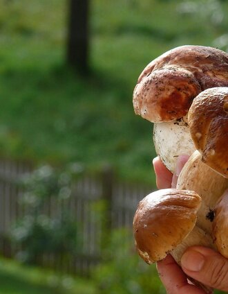 Schwammerlparadies Mitterberg | Polansky | © TV Hochsteiermark