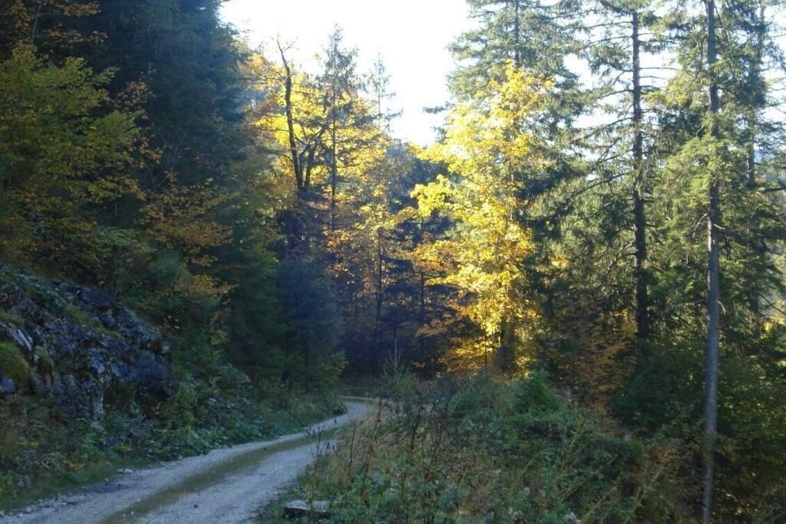 Hiking route Paradise Path Palfau - Touren-Impression #1 | © Gesäuse - Palfau