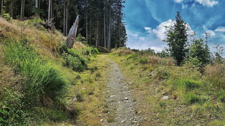 Hiking route The Hochwurzen Tour - Touren-Impression #2.10 | © Gerhard Pilz