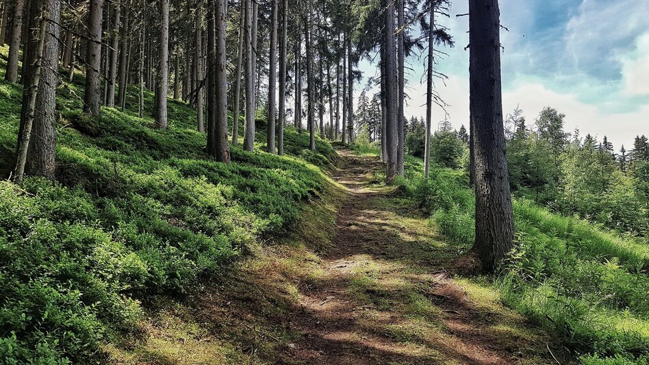 Hiking route The Hochwurzen Tour - Touren-Impression #2.11 | © Gerhard Pilz