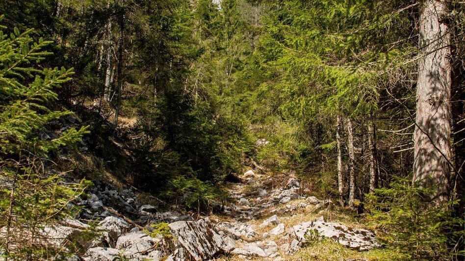 Mountain Hike Schwärzerweg/Raffelgraben - Touren-Impression #2.9 | © TV Gesäuse