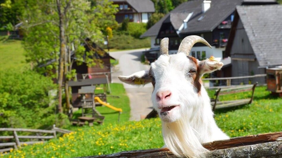 Mountain Biking K1 - Ochnerbauer Tour (Mountain Bike Route Kindberg 1) - Touren-Impression #2.1 | © Frühstückpension Ochnerbauer