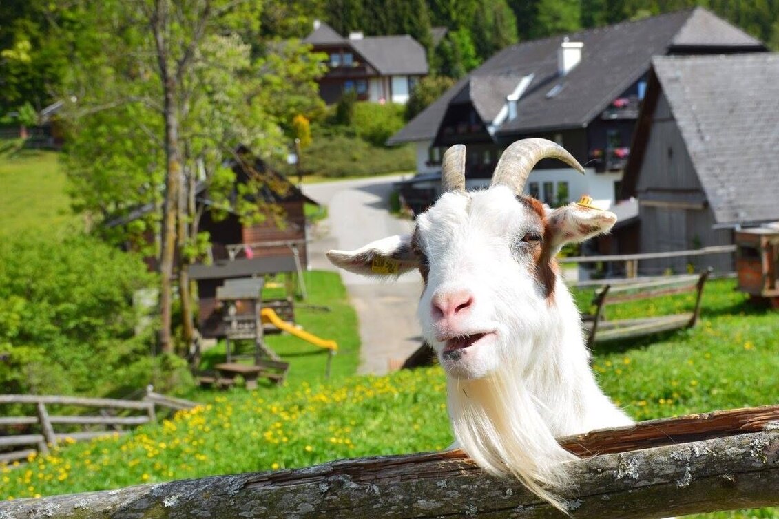 Mountain Biking K1 - Ochnerbauer Tour (Mountain Bike Route Kindberg 1) - Touren-Impression #1 | © Frühstückpension Ochnerbauer