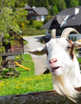 k1 - ochnerbauer-tour (mountainbikestrecke kindberg 1)_img_30573259 | © Frühstückpension Ochnerbauer