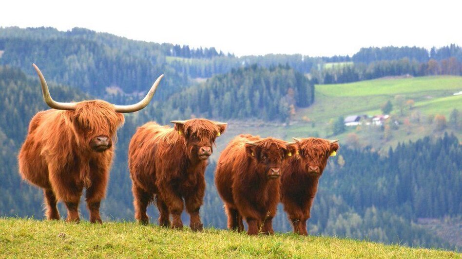 Mountain Biking K1 - Ochnerbauer Tour (Mountain Bike Route Kindberg 1) - Touren-Impression #2.4 | © Berggasthof Ochnerbauer